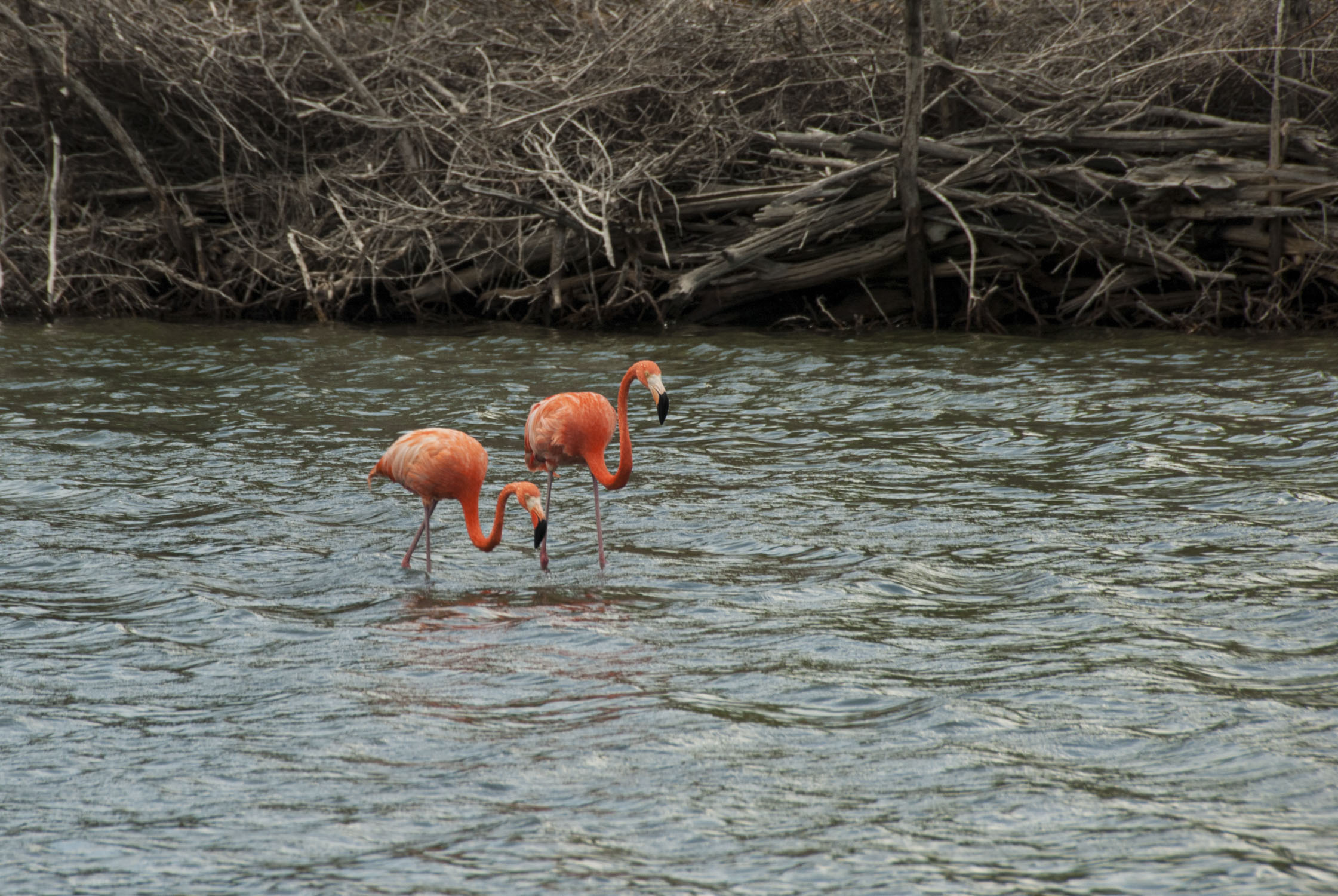 Two flamingoes walking in the water