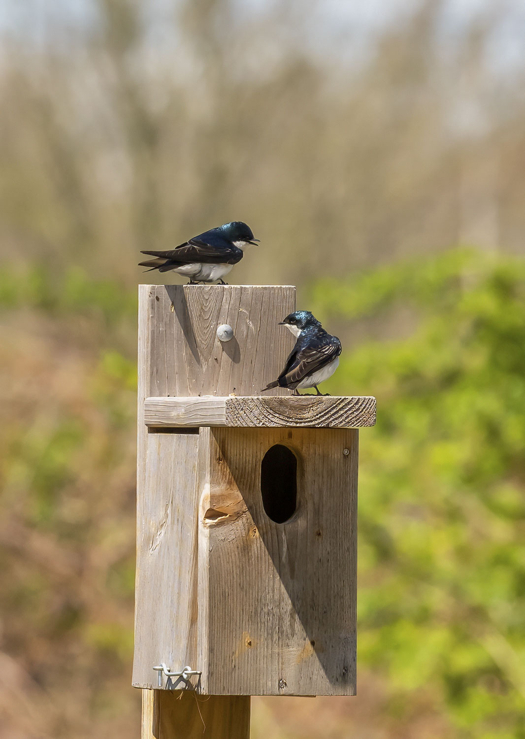 Two birds on a feeder