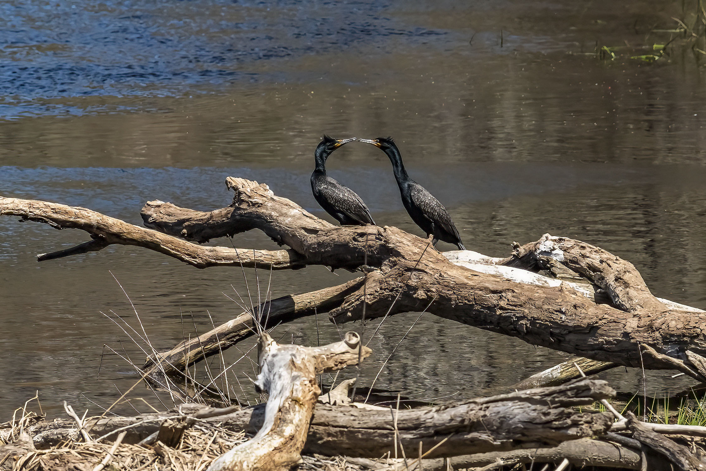 Two birds on a rock