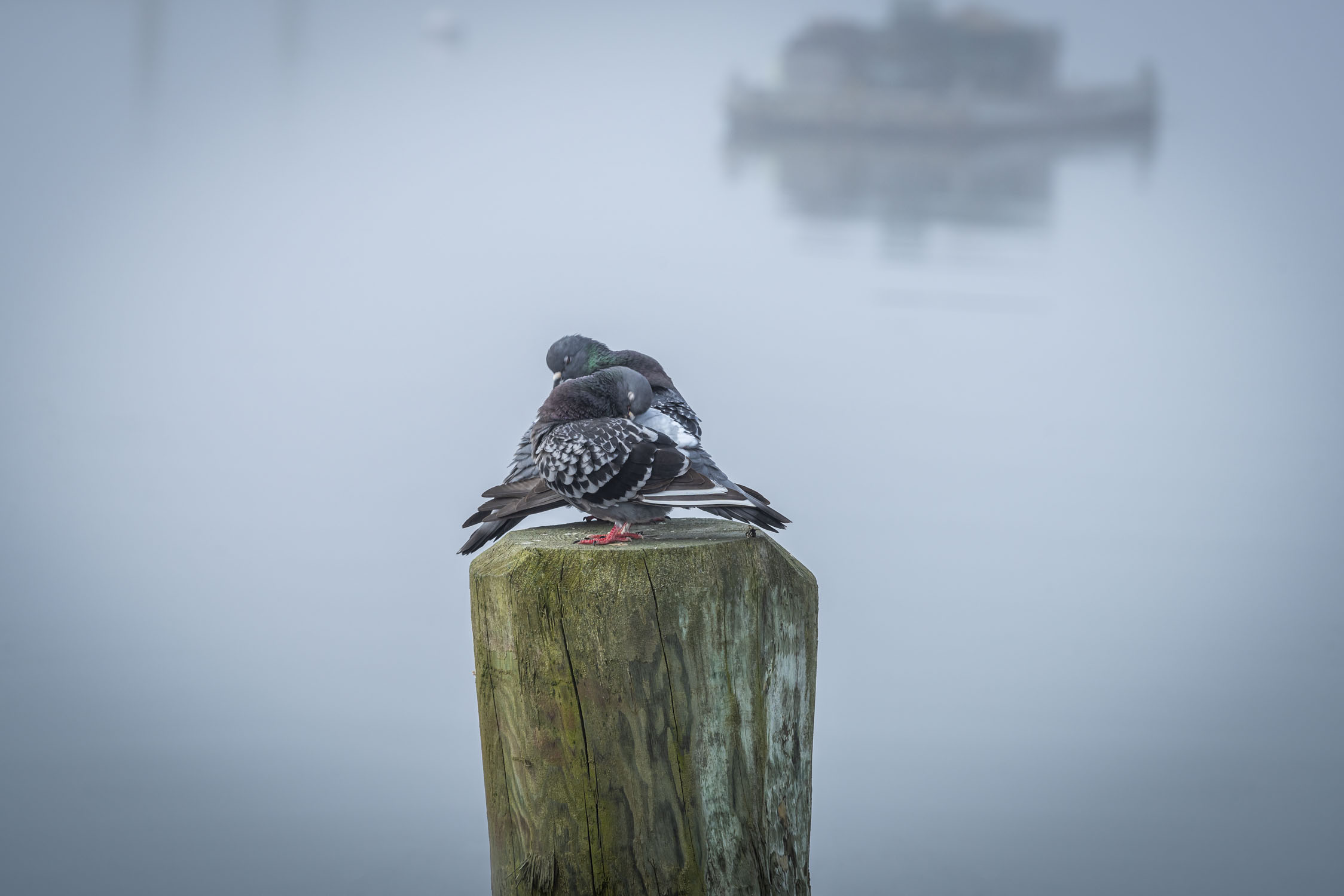 Two pigeons on a pylon