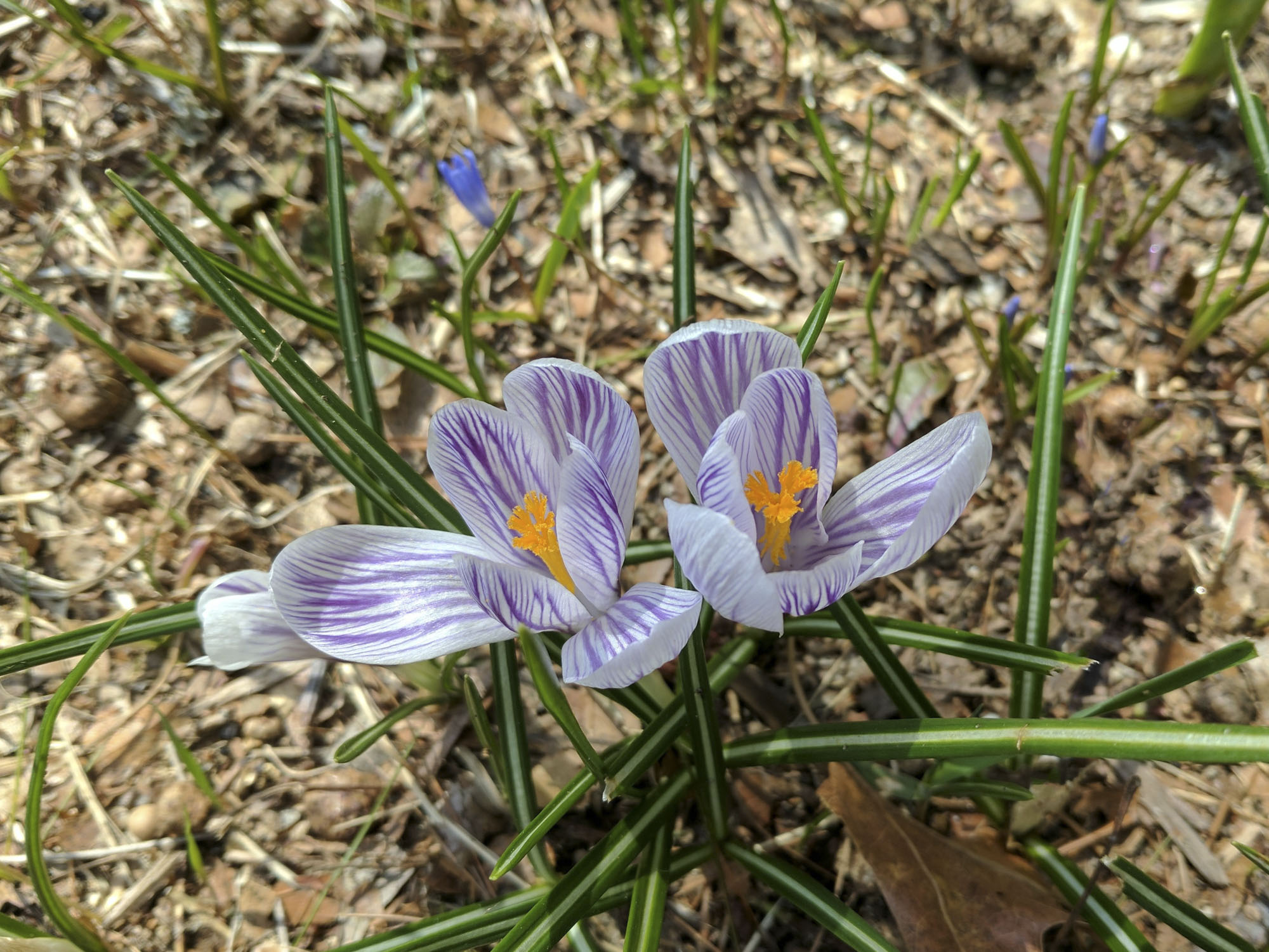 Two early spring flowers