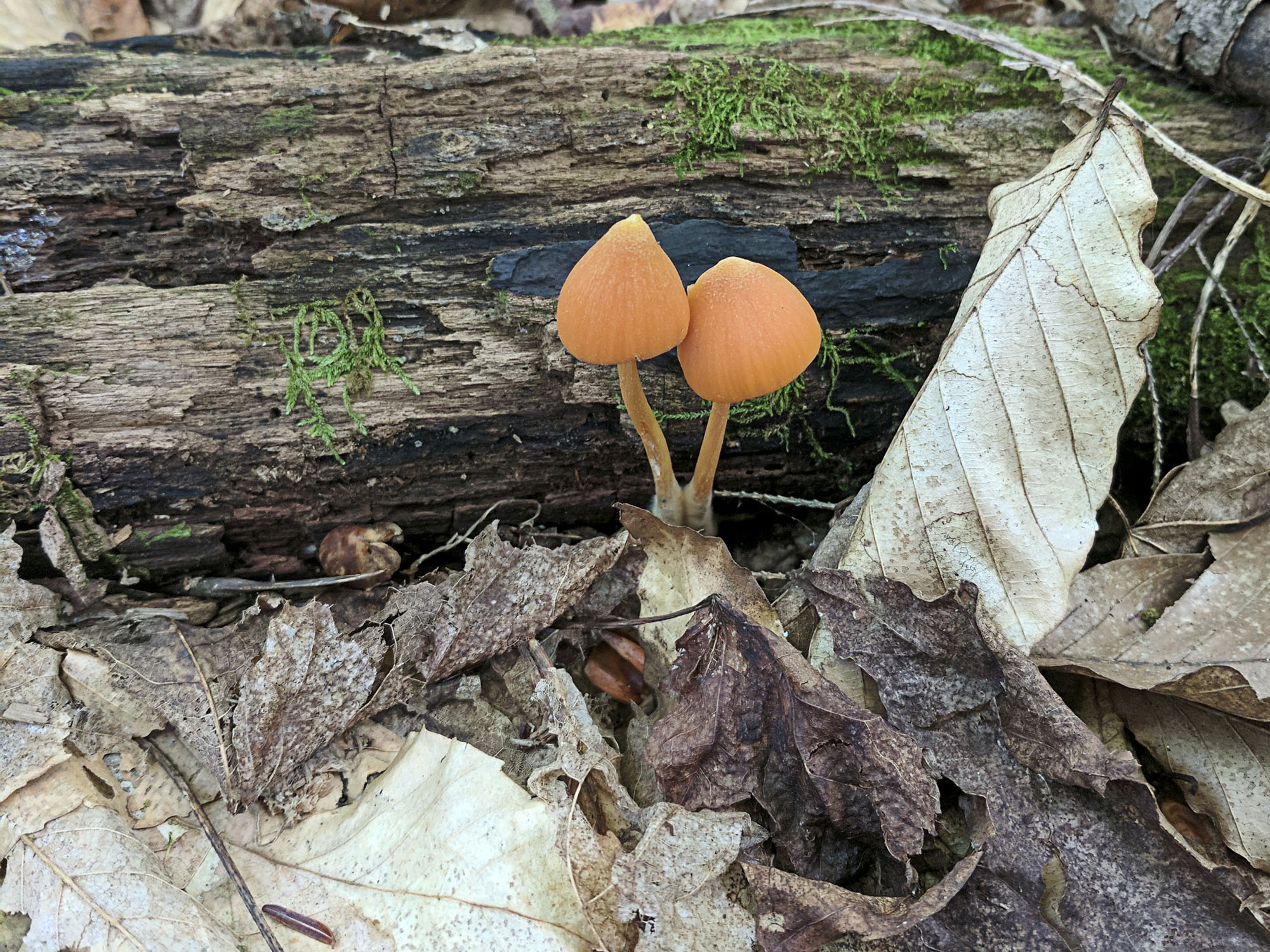 Two mushooms in front of a log