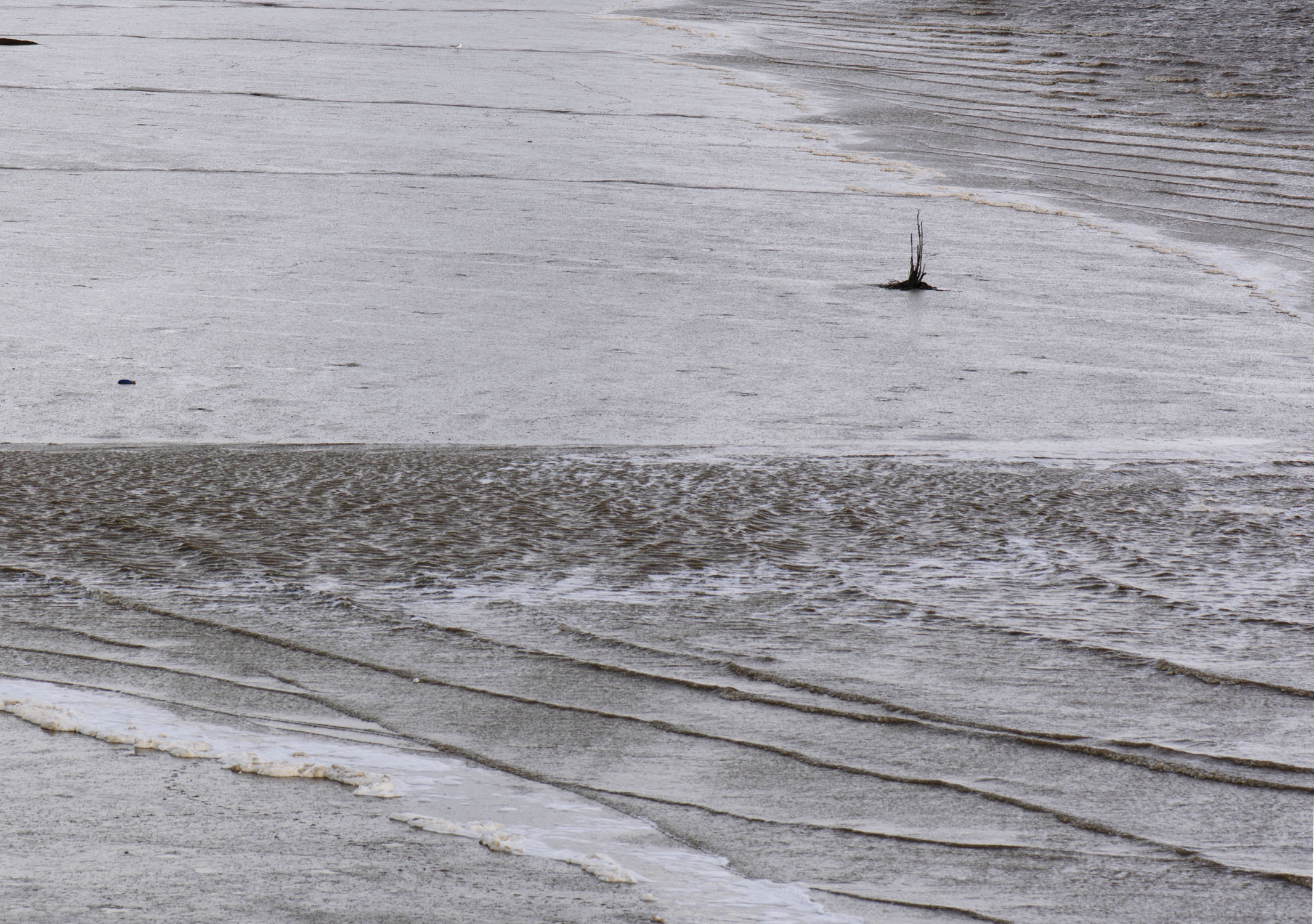 One sea grass sticking up in the surf