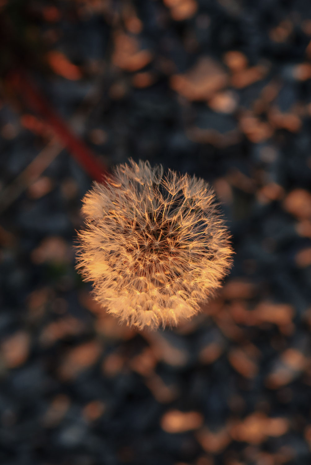 A dandelion puff in late day sunlight