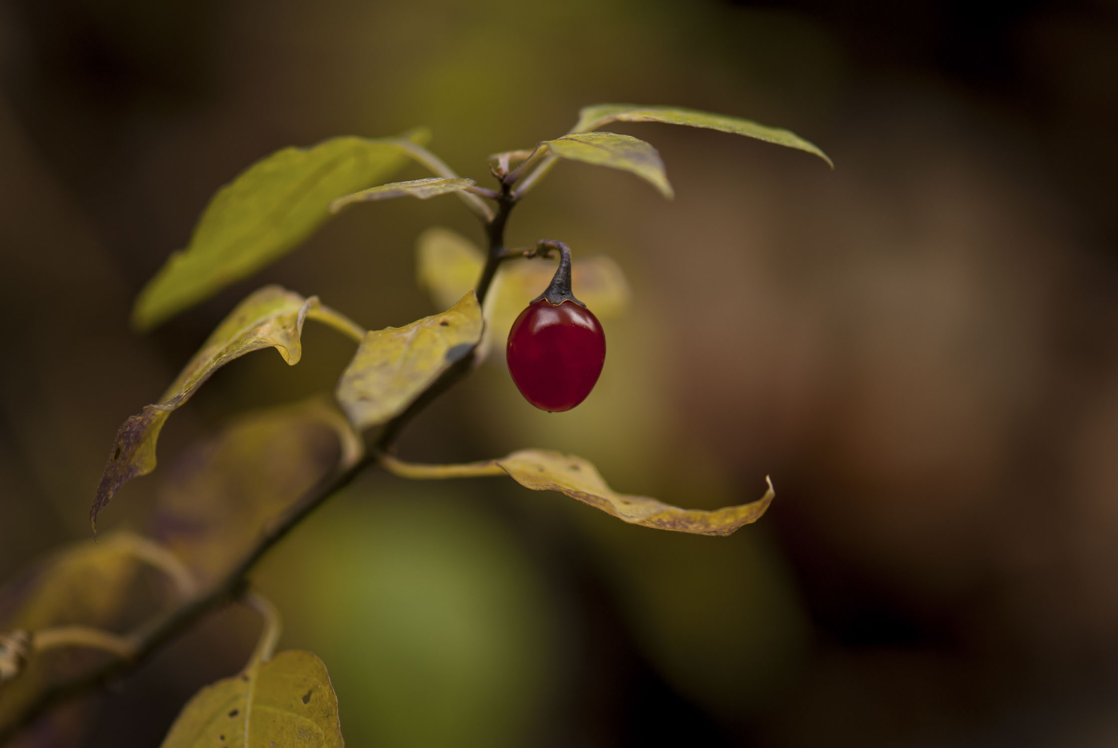 A single berry hanging from a branch