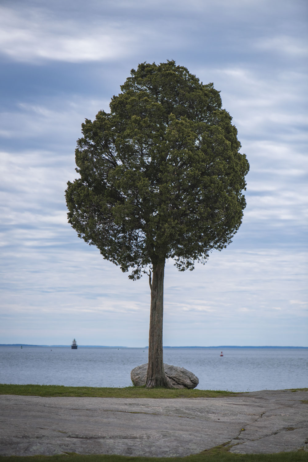 A large and strong tree by the ocean