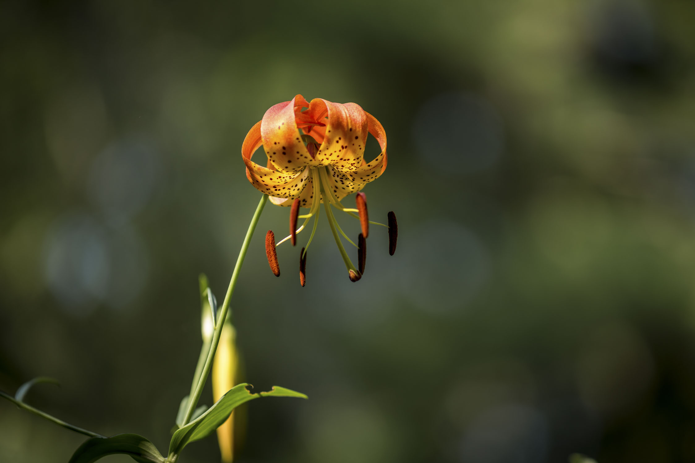 An ornate flower