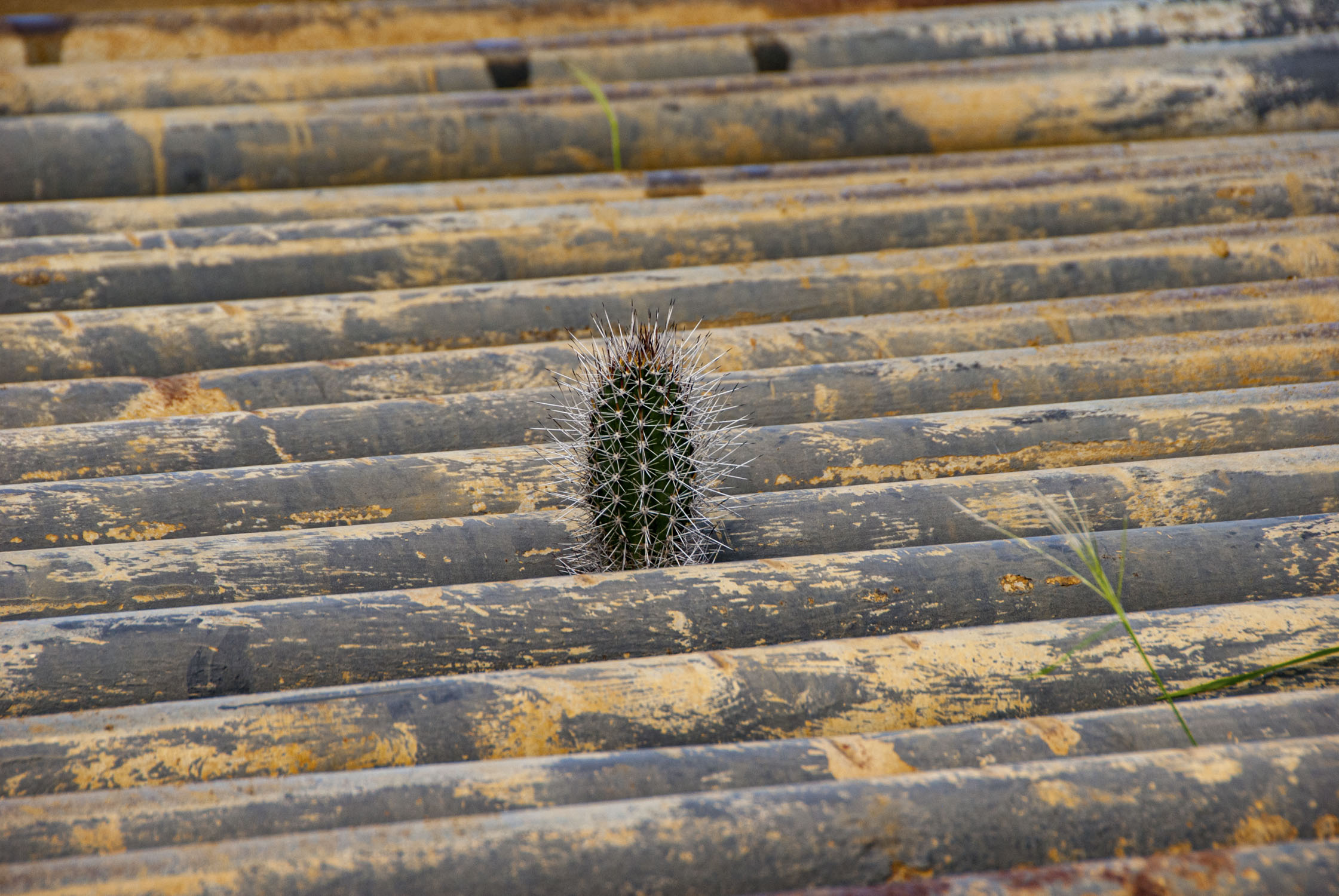 One cactus growing between logs