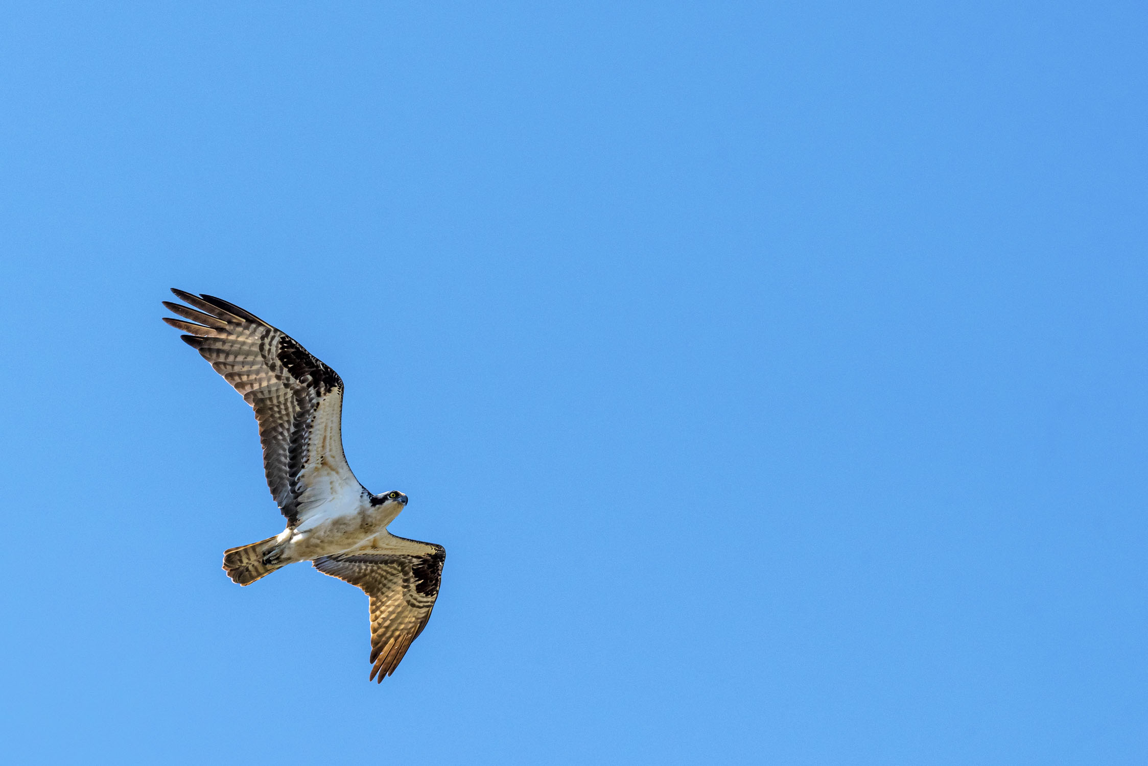 An osprey in the sky