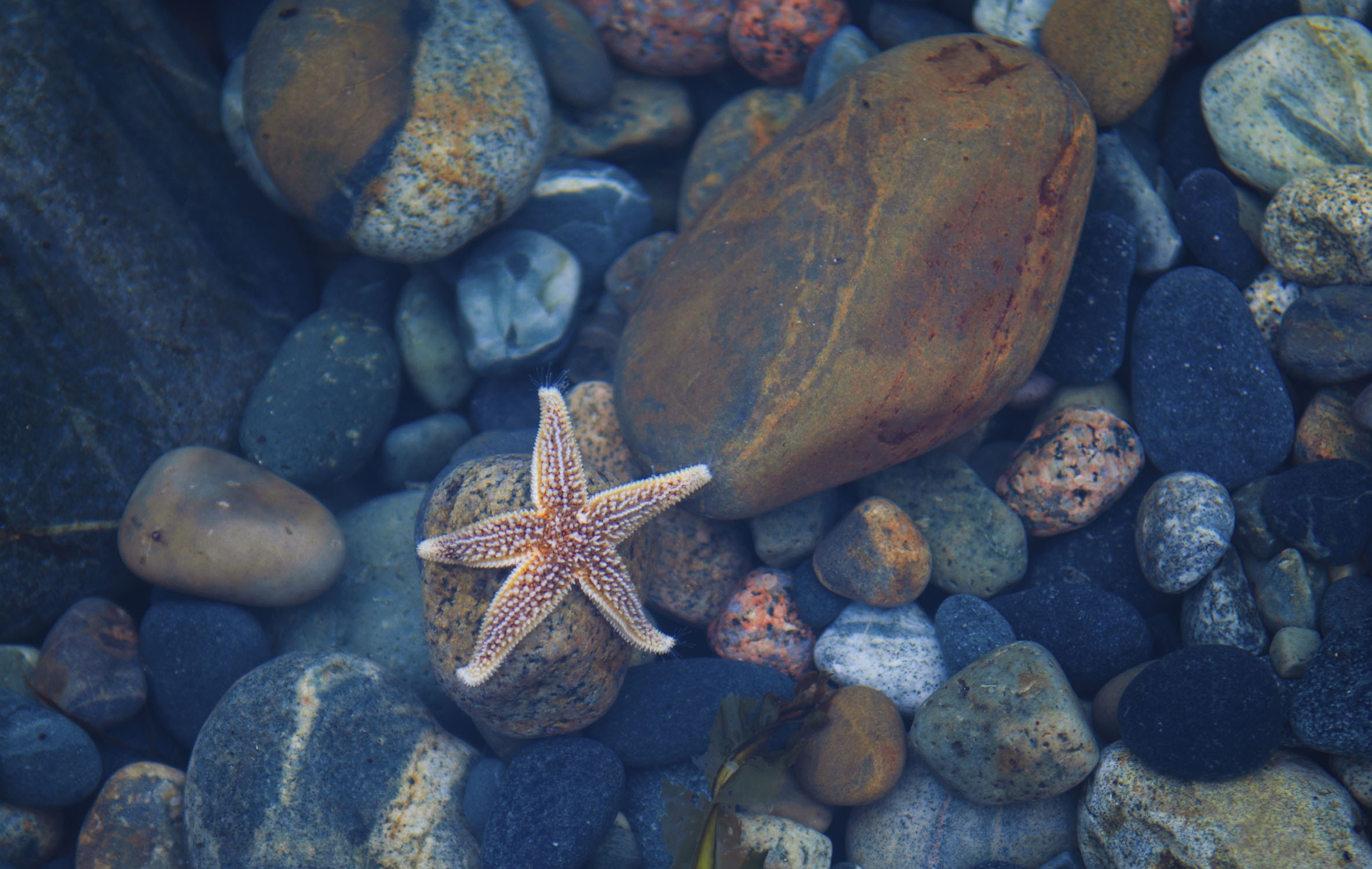 One seastar among rocks