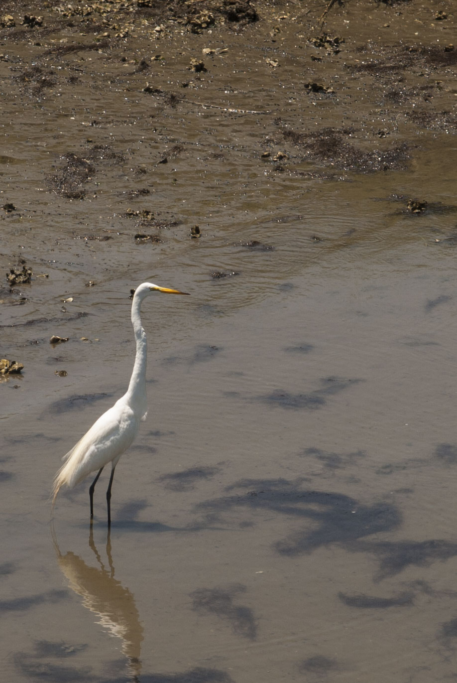 A white heron in shallow water