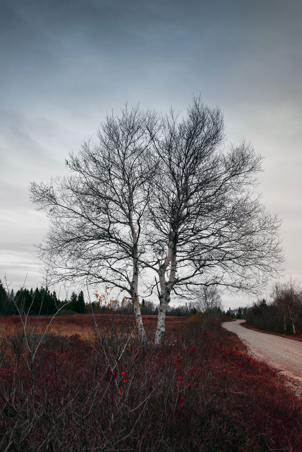 Tree against the sky at edge of blueberry field