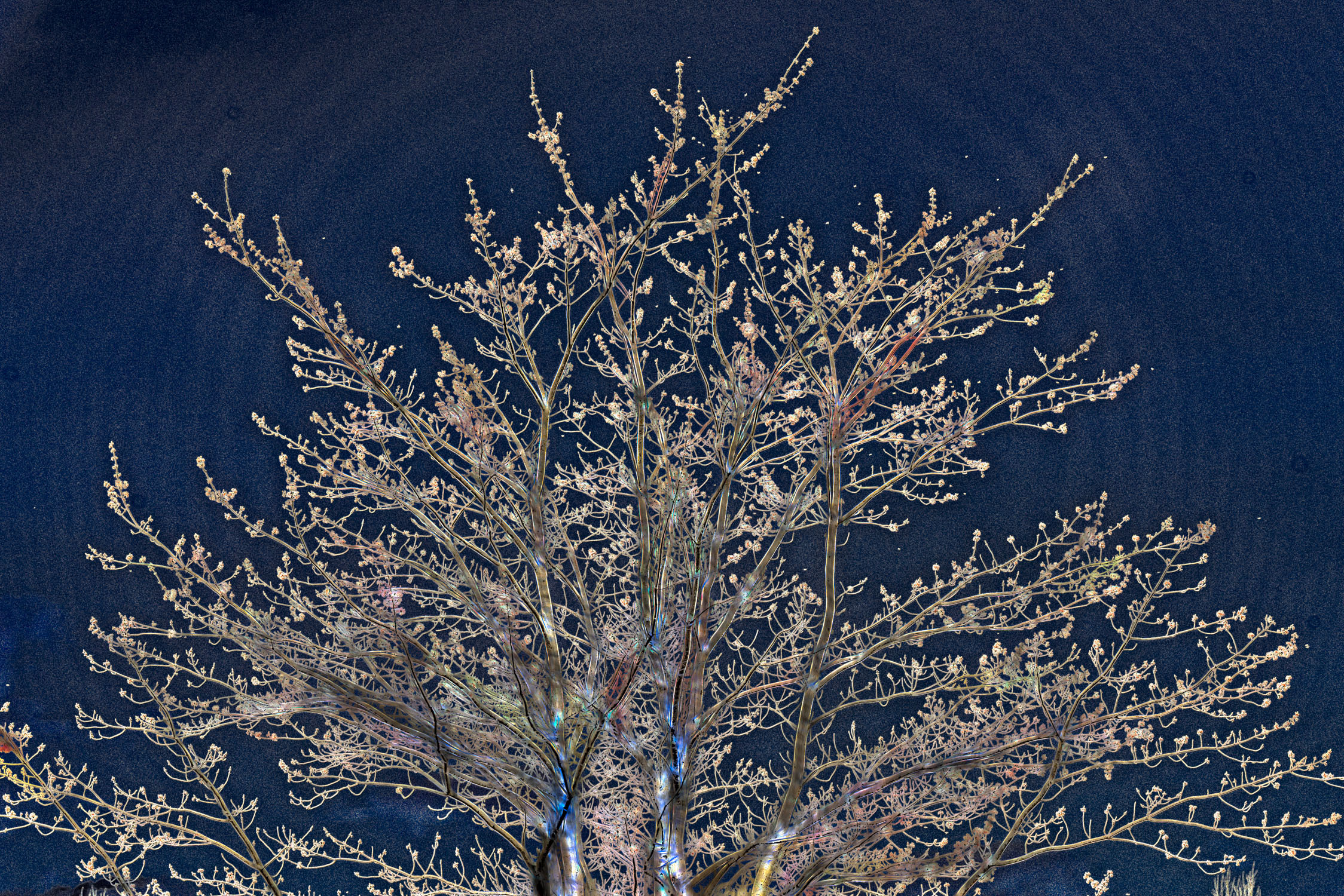 stylized picture of branches against a blue background