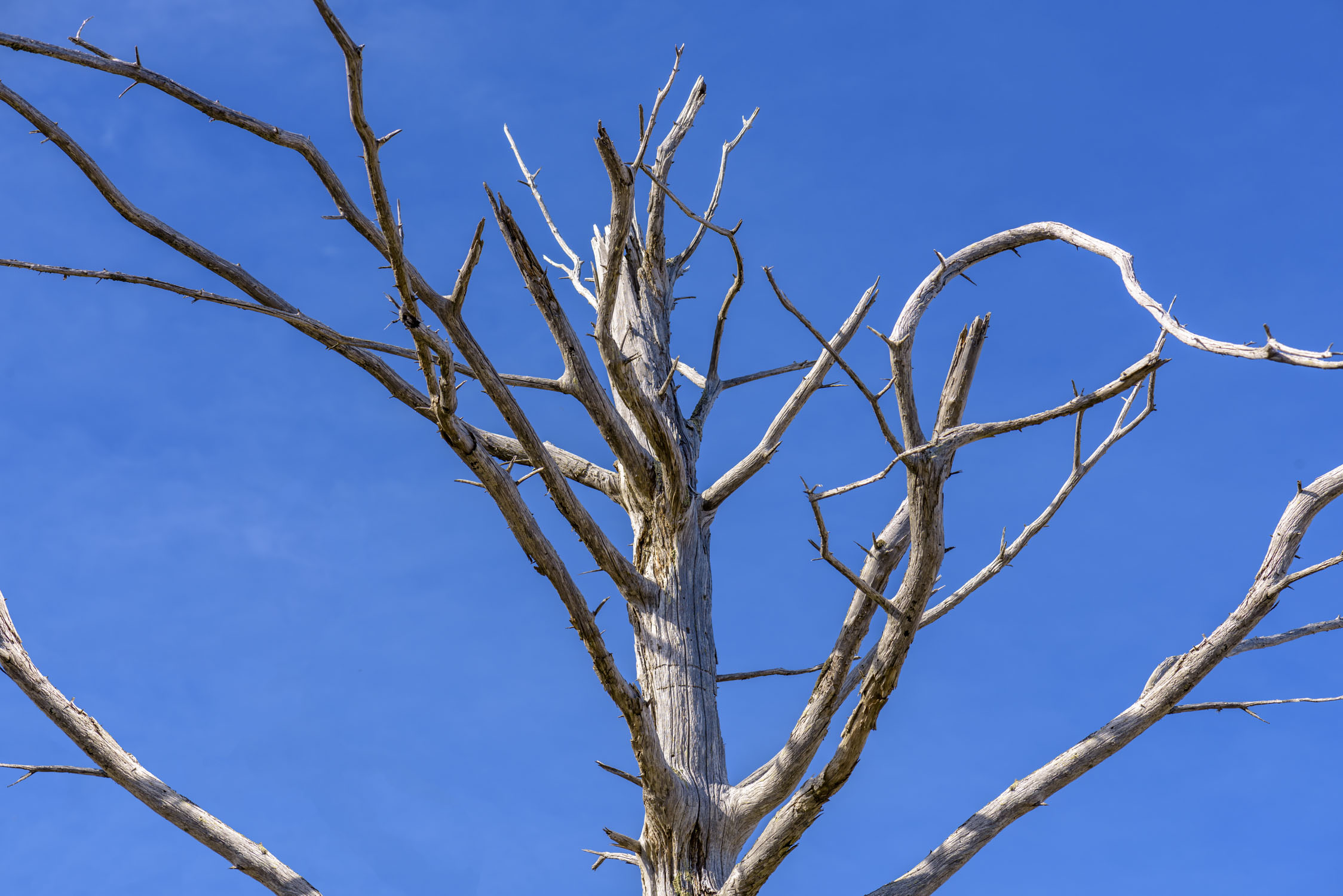 Branches of a dead tree seen against a blue sky