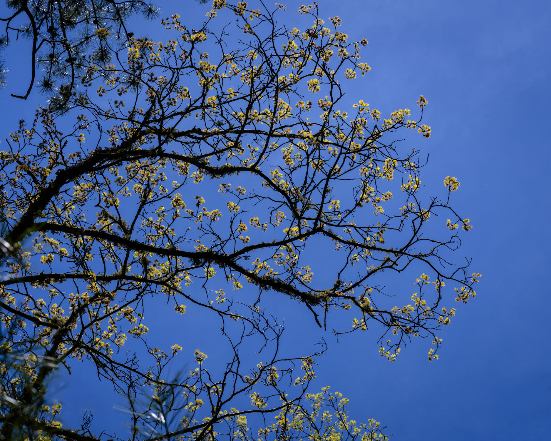 Early spring blossoms