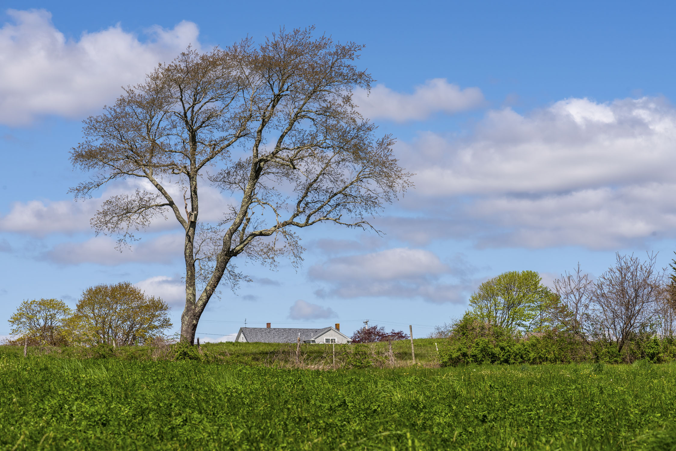 Large tree in early spring, seen over a field with a house in the background