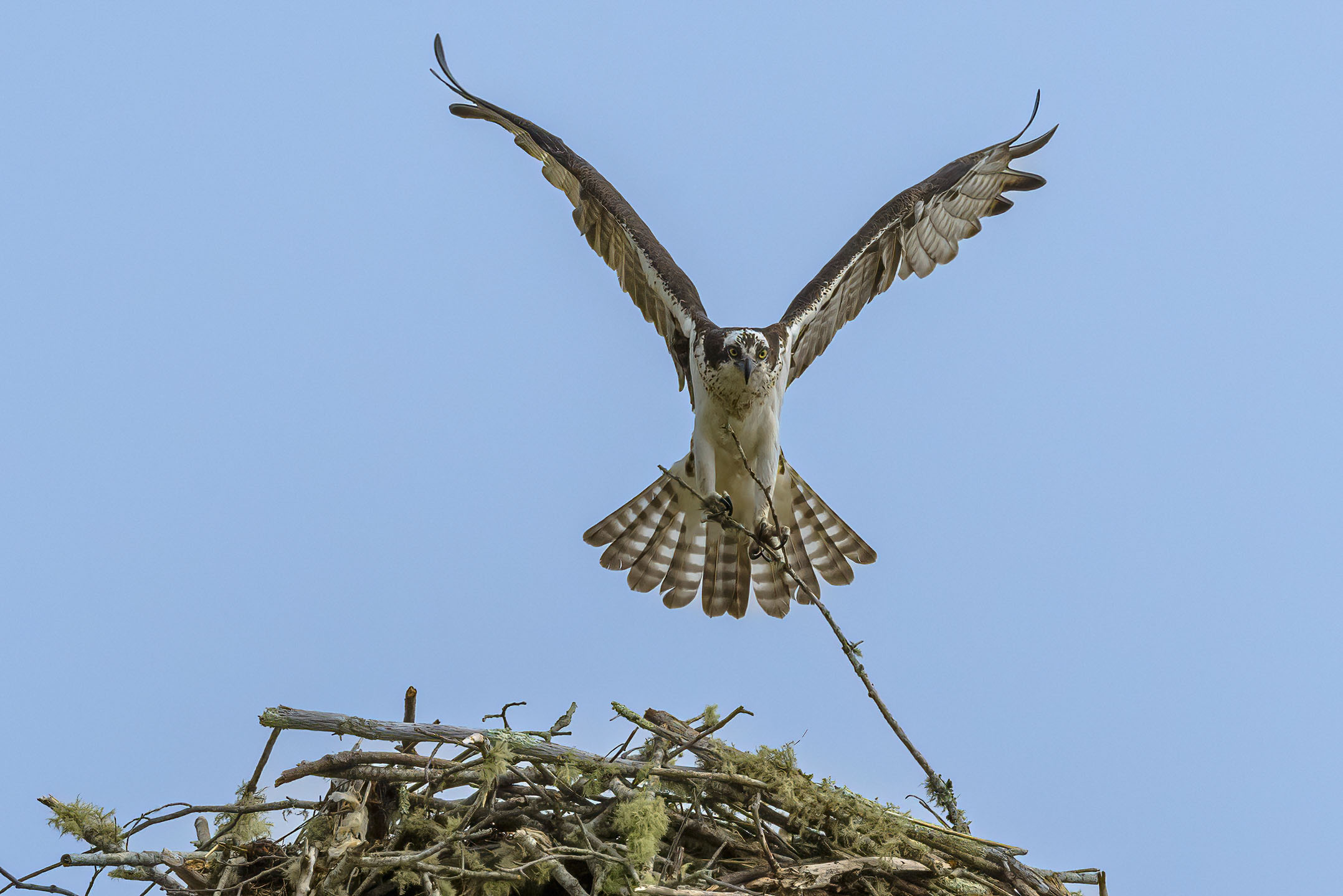 Osprey building a nest