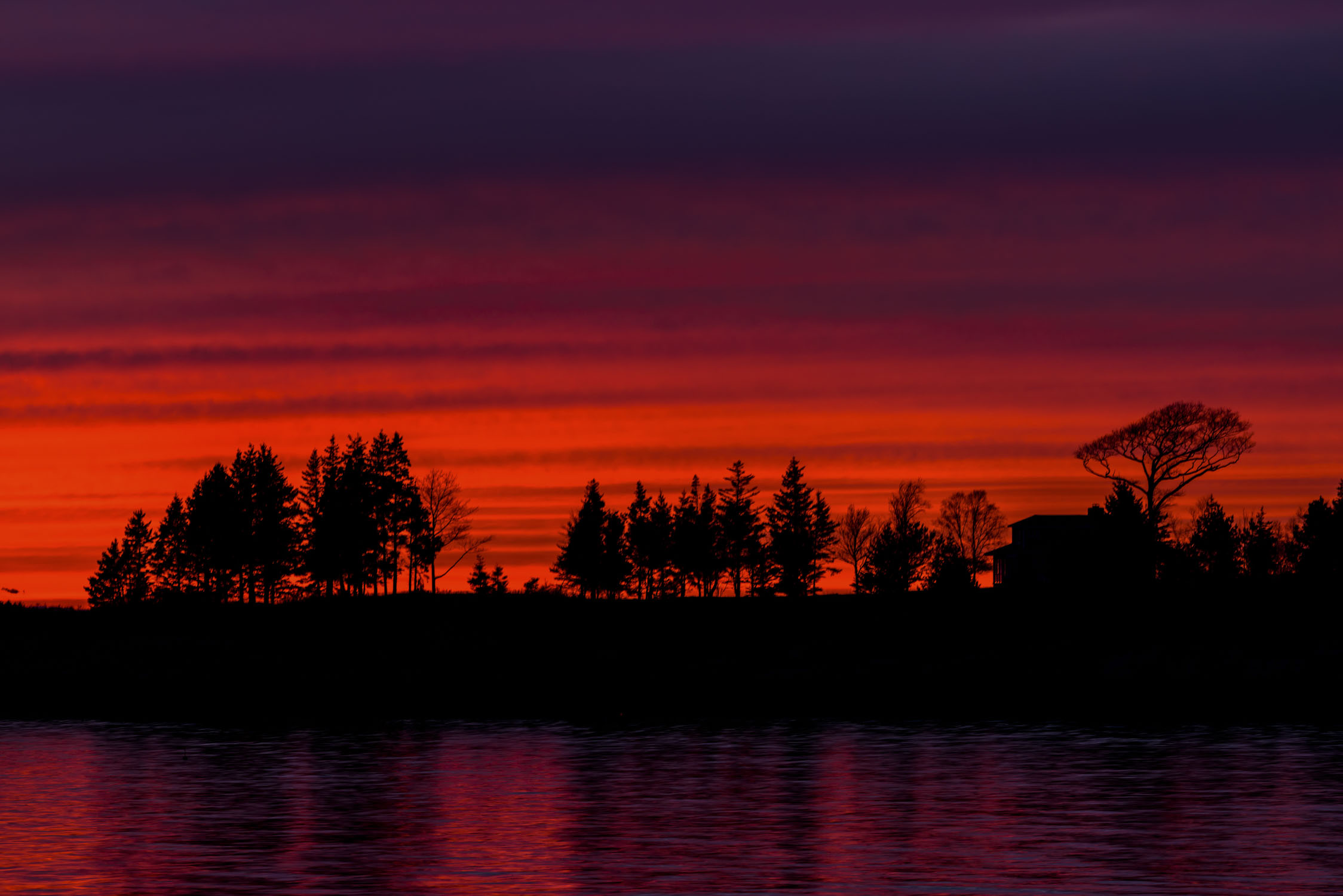 Trees seen against a vivid red sunset