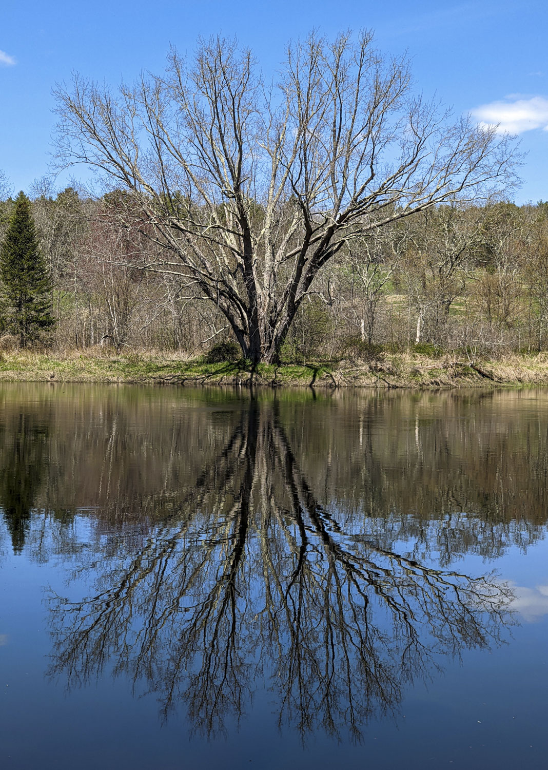 A leafless tree reflected in the water